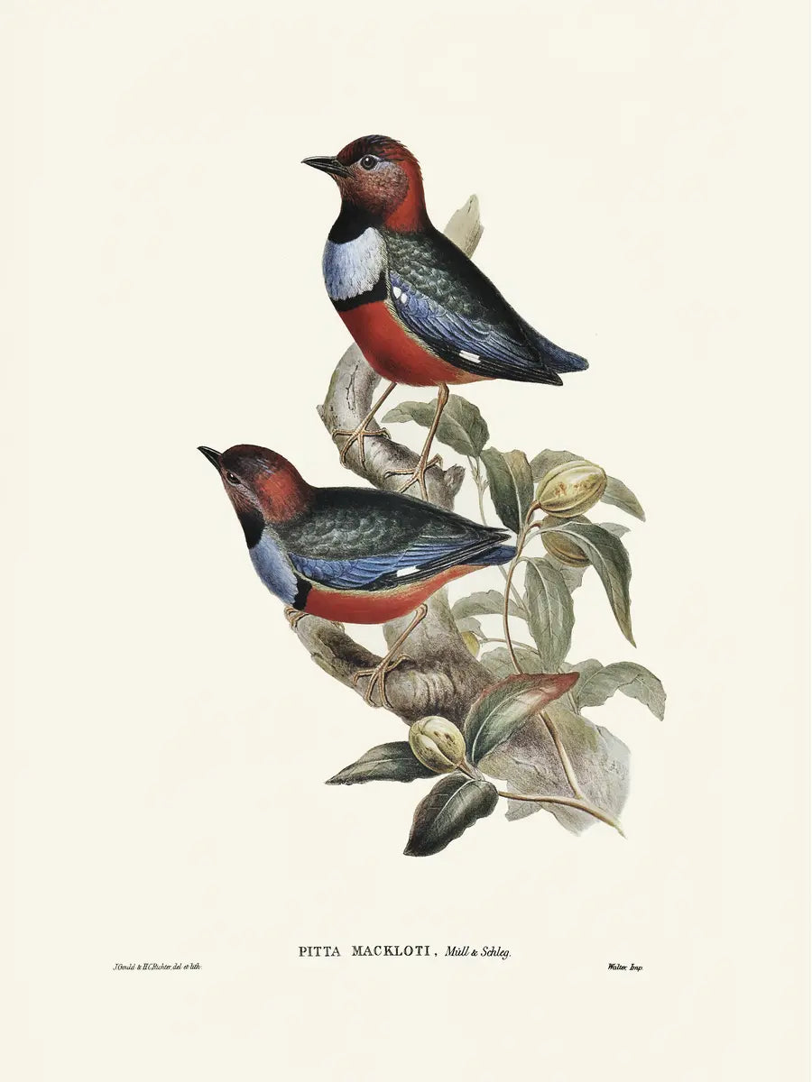 Bird Branch Illustration Poster