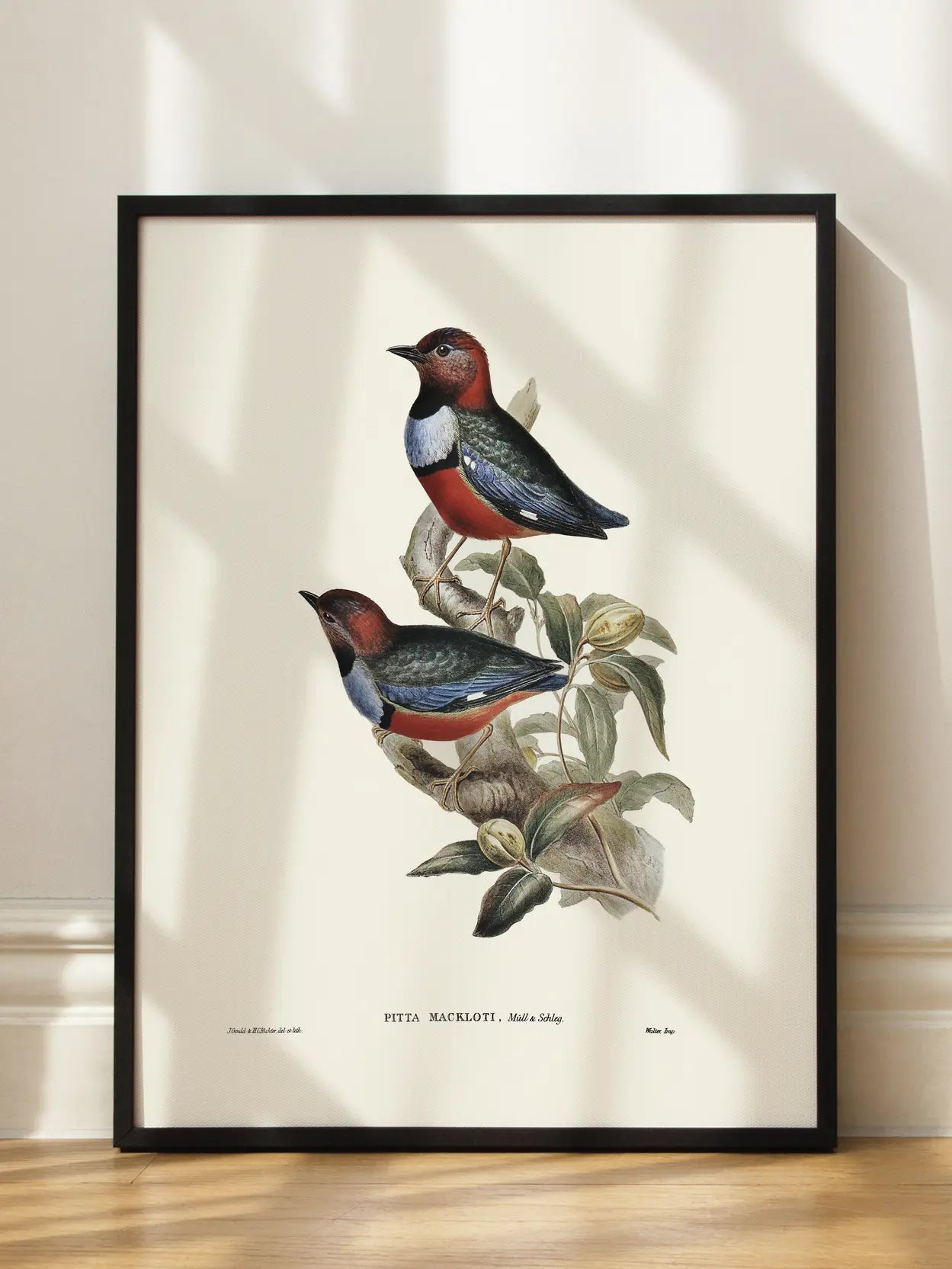 Bird Branch Illustration Poster
