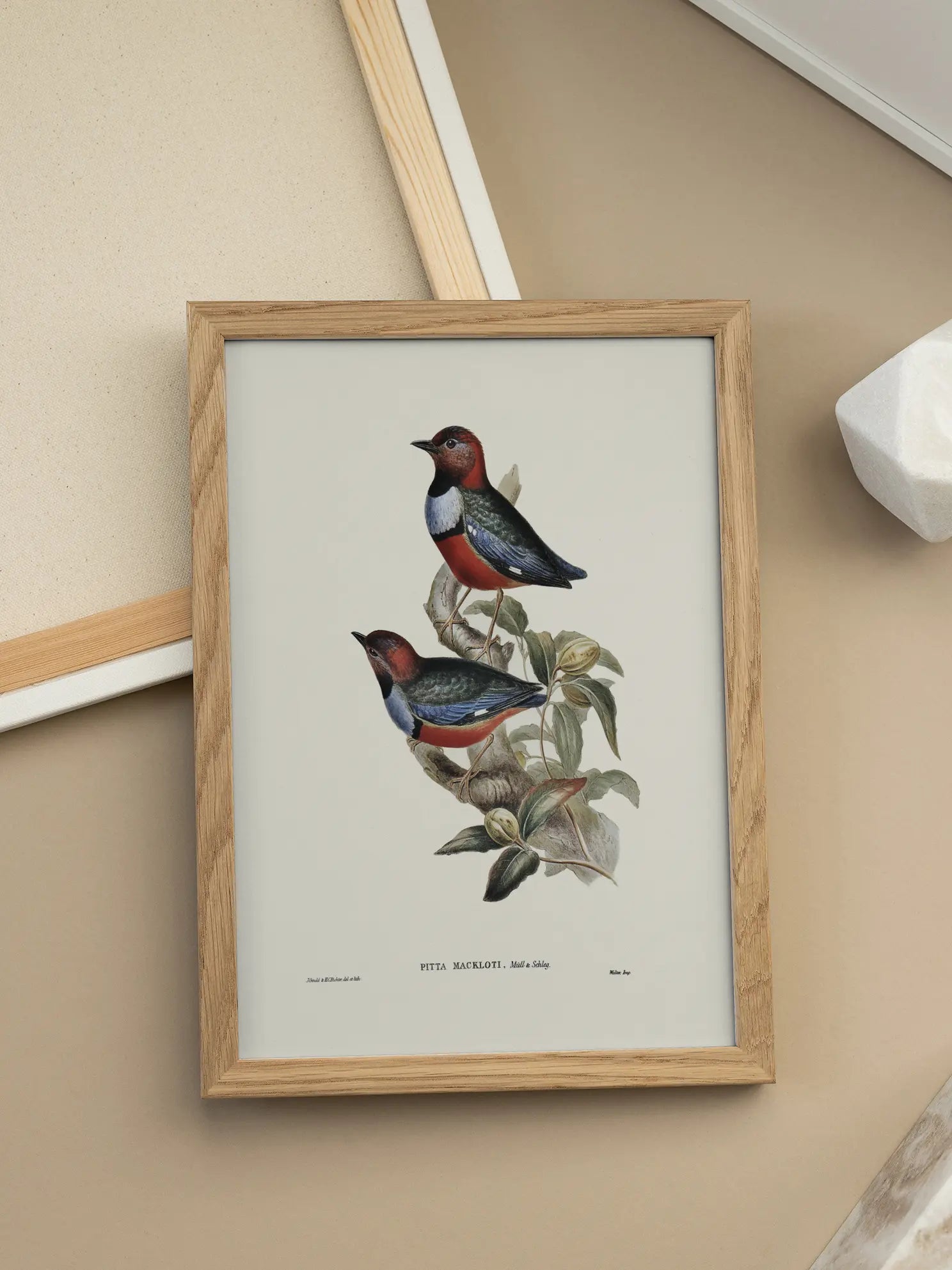 Bird Branch Illustration Poster