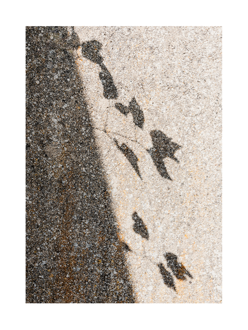 Fotografie von Vogelschatten auf einem Felsen.