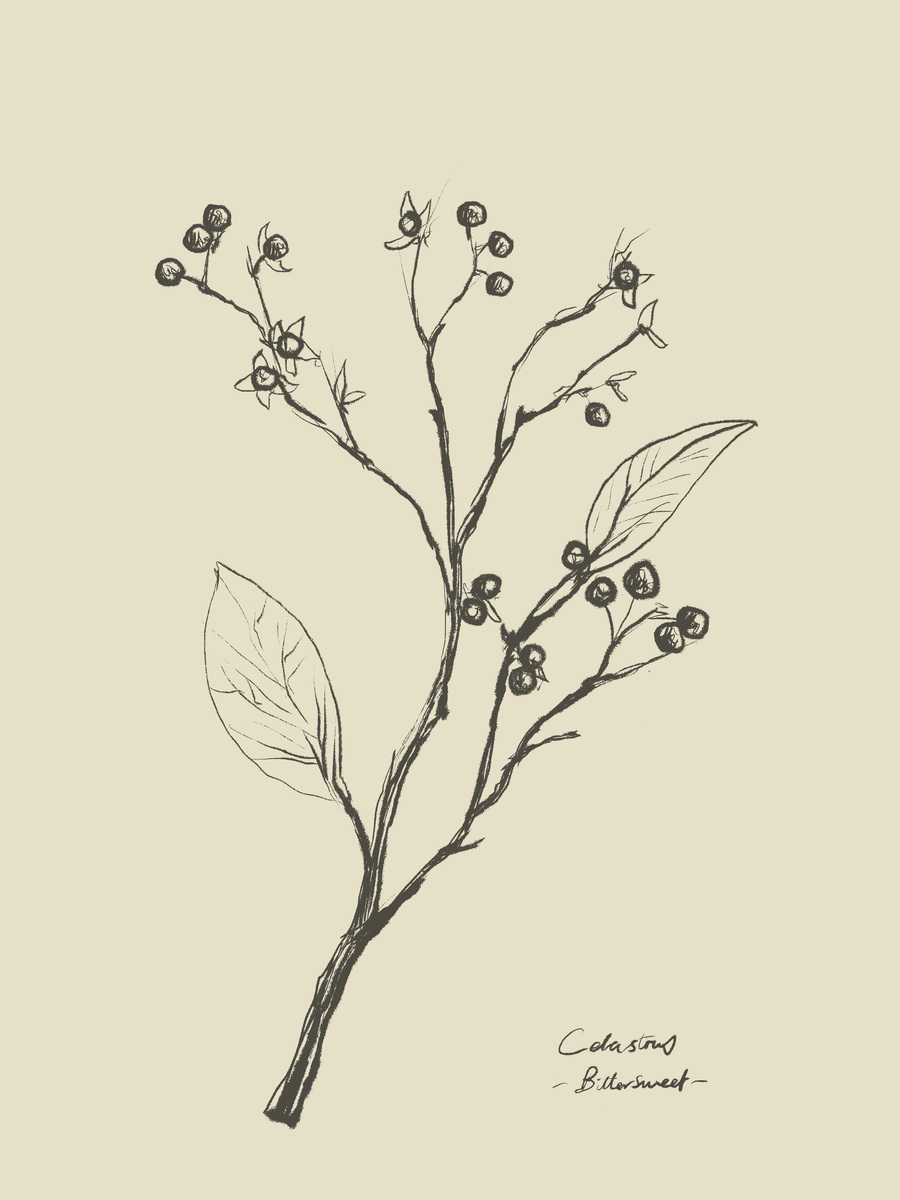 Illustration eines botanischen Zweigs in Schwarz auf beigem Hintergrund mit handgeschriebenem Text darunter.