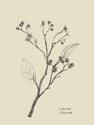 Illustration eines botanischen Zweigs in Schwarz auf beigem Hintergrund mit handgeschriebenem Text darunter.