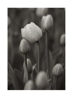 Schwarz-Weiß-Fotografie einer blühenden Tulpe.
