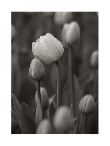 Schwarz-Weiß-Fotografie einer blühenden Tulpe.