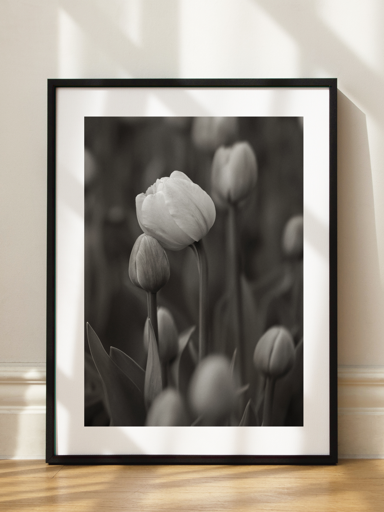 Black And White Tulip