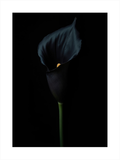 Schwarze Calla-Lilie auf schwarzem Hintergrund.
