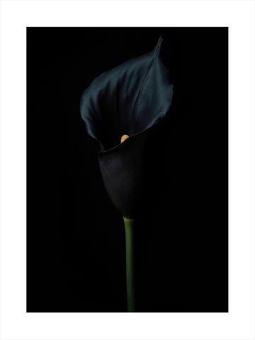 Schwarze Calla-Lilie auf schwarzem Hintergrund.