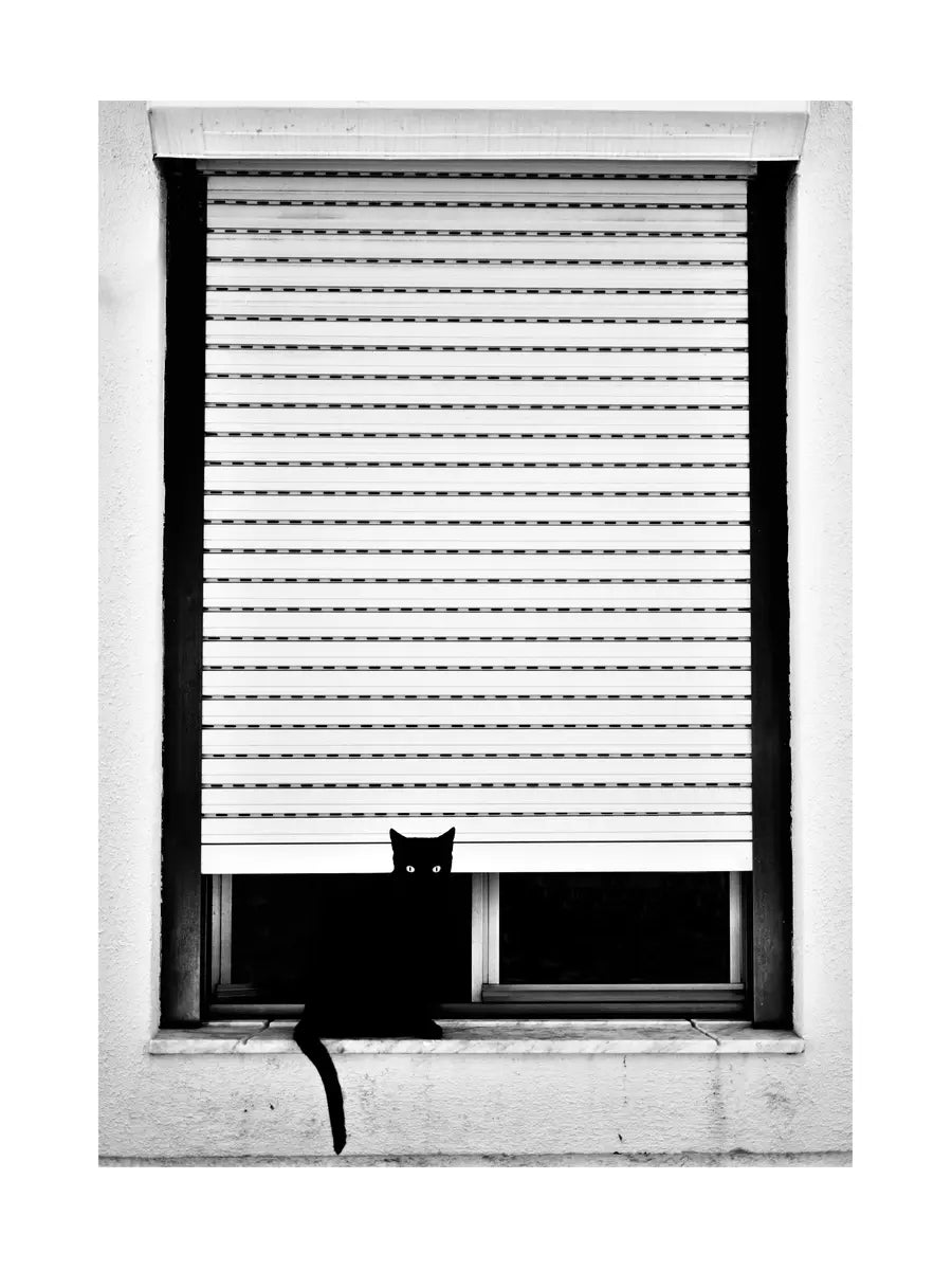 Black Cat in Window Poster