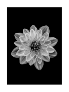 Schwarzweiß-Fotografie einer Dahlienblüte vor einem dunklen Hintergrund.