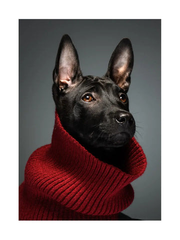 Fotografie eines schwarzen Hundes in einem roten Rollkragenpullover vor grauem Hintergrund.