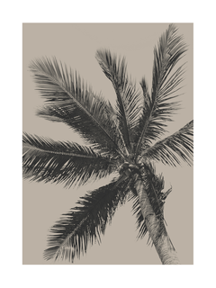 Fotografie einer Palme mit schwarzem Stamm und Blättern vor beigem Hintergrund.