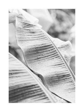 Schwarz-weiß-Fotografie von Bananenblättern mit Wassertropfen.