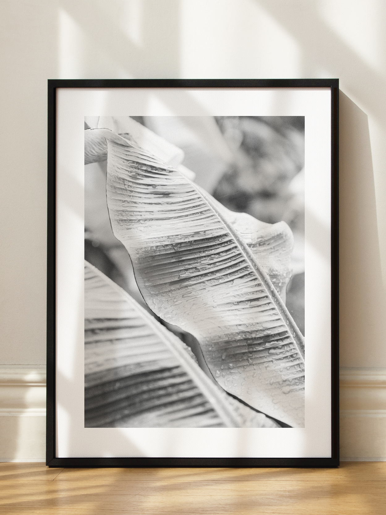 Black and White Banana Leaves
