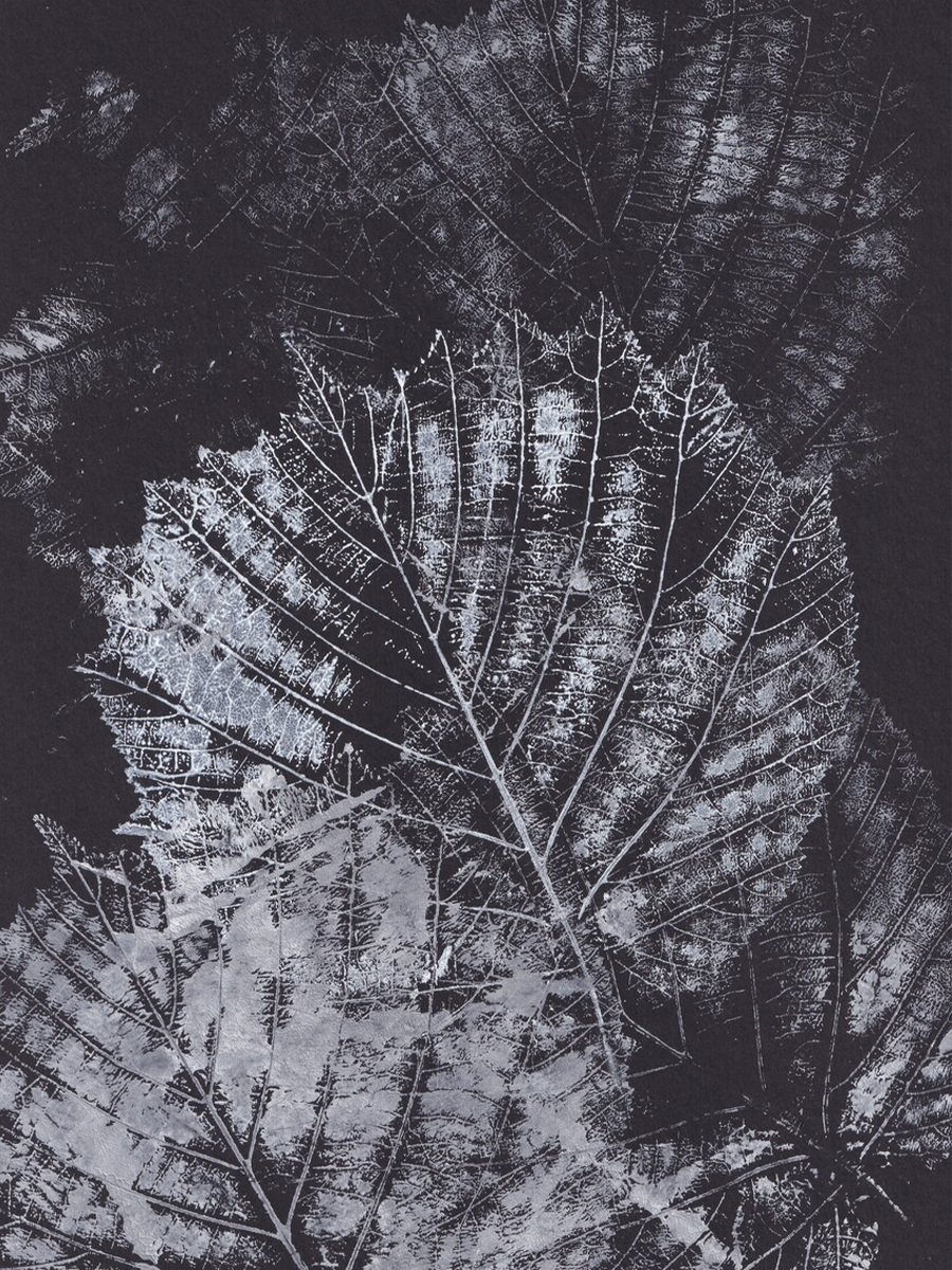 Black and White Leaves Poster