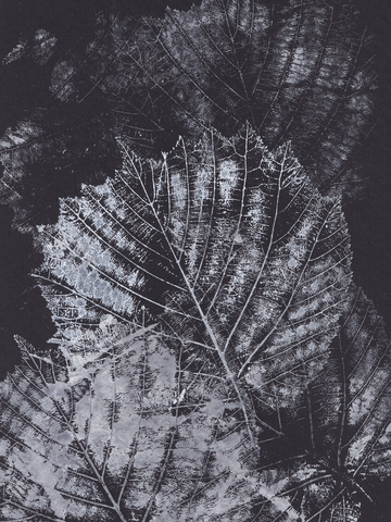 Schwarz-weißes Poster mit übereinanderliegenden Blättern in einem chaotischen Muster.