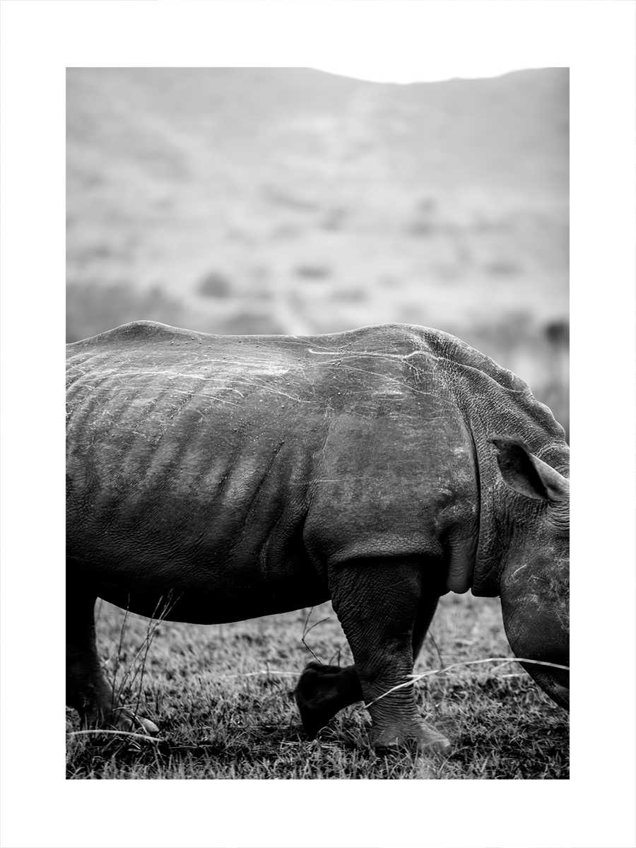 Schwarz-Weiß-Fotografie eines Nashorns auf einer Wiese mit unscharfem Hintergrund.