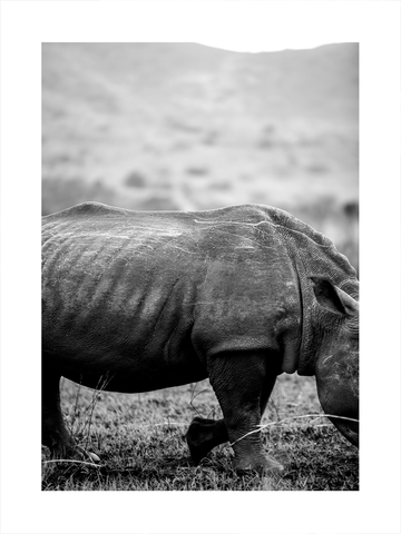 Schwarz-Weiß-Fotografie eines Nashorns auf einer Wiese mit unscharfem Hintergrund.