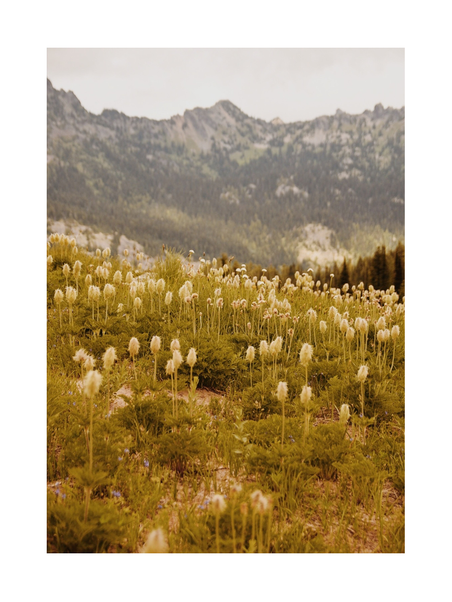 Fotografie einer Wiese mit weißen Blumen und Bergen im Hintergrund.