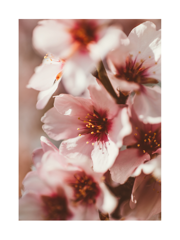 Nahaufnahme von rosa Blüten in voller Blüte.