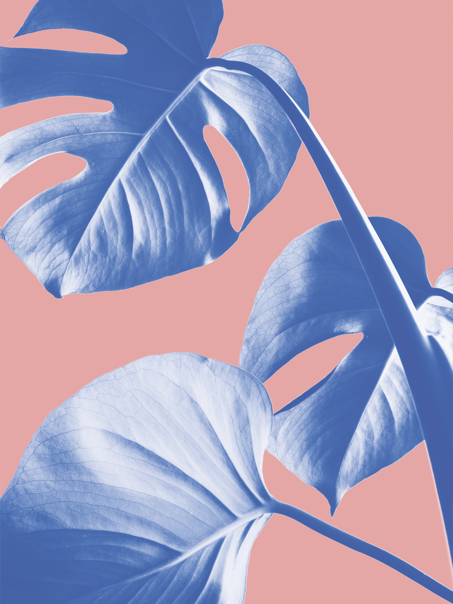 Fotografie von blauen Monstera-Blättern vor einem rosa Hintergrund.