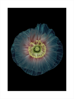Fotografie einer blauen Mohnblume mit gelber Mitte vor schwarzem Hintergrund.