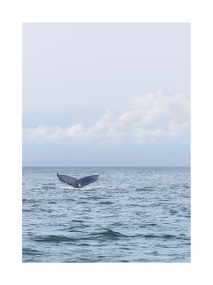 Fotografie eines Walschwanzes im Ozean mit bewölktem Himmel im Hintergrund.