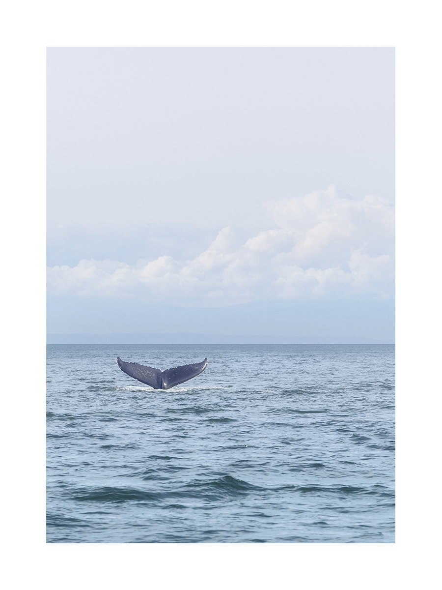 Fotografie eines Walschwanzes im Ozean mit bewölktem Himmel im Hintergrund.