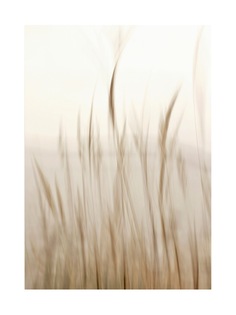 Unscharfe Darstellung von dünnem Gras mit sanften Farben.