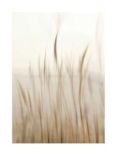 Unscharfe Darstellung von dünnem Gras mit sanften Farben.