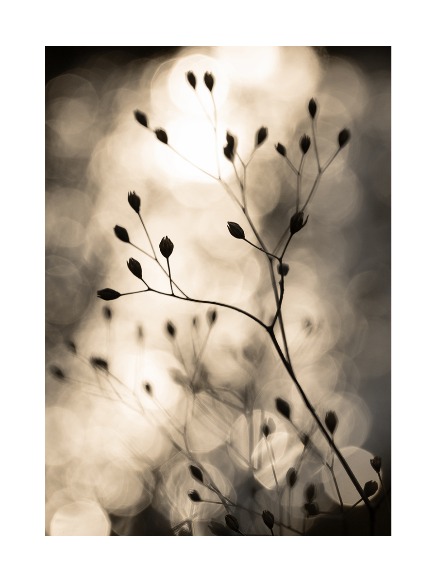 Fotografie von kleinen Blütenknospen vor einem verschwommenen Hintergrund in Beige und Schwarz.