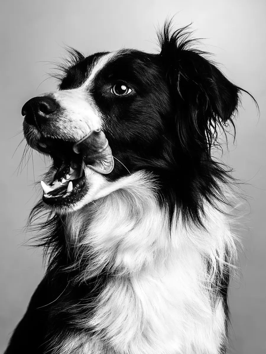 Schwarz-weiß-Fotografie eines Border Collies im Profil.
