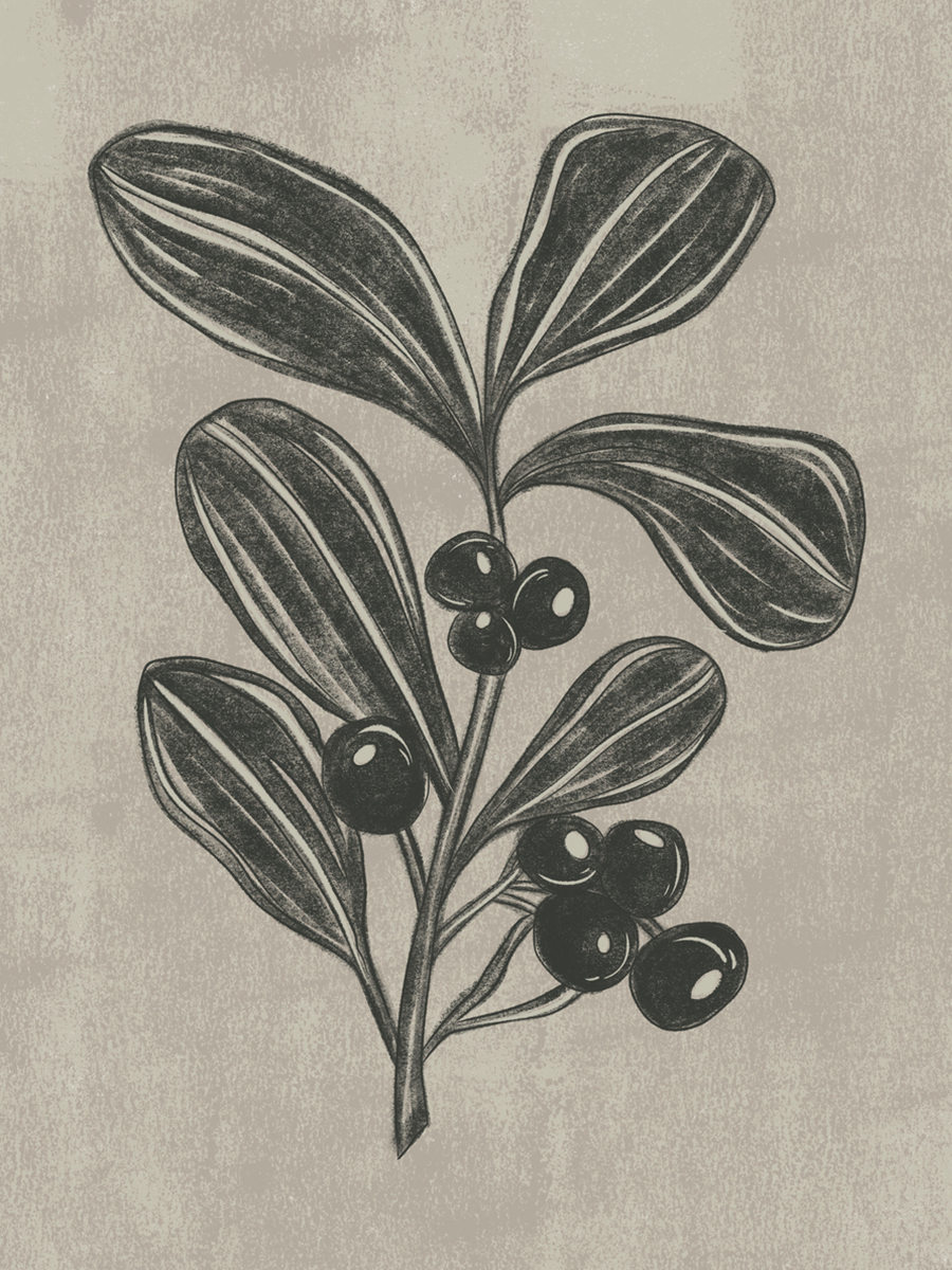 Illustration von Blättern und Beeren in Schwarz auf beigem Hintergrund.