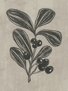 Illustration von Blättern und Beeren in Schwarz auf beigem Hintergrund.