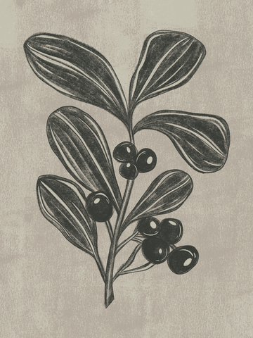 Illustration von Blättern und Beeren in Schwarz auf beigem Hintergrund.