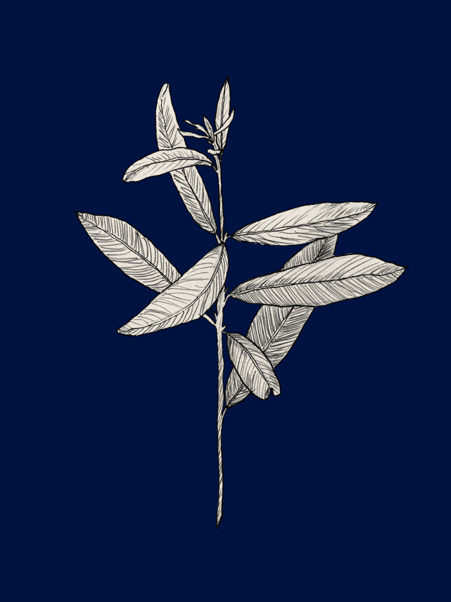 Illustration einer Pflanze mit weißen Blättern auf dunkelblauem Hintergrund.