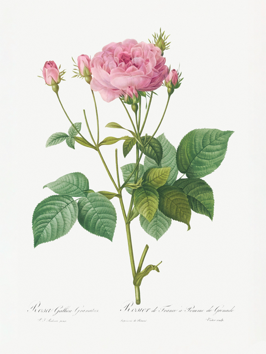 Illustration einer rosa Rose mit grünen Blättern und schwarzem Text auf hellbeigem Hintergrund.