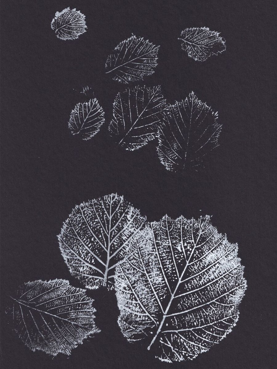 Botanical Sketch Poster