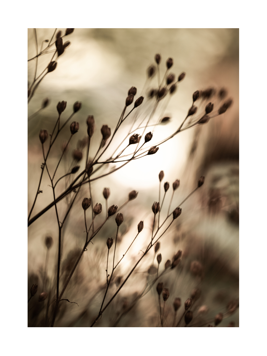 Fotografie von braunen Blumenknospen mit verschwommenem beigen Hintergrund.