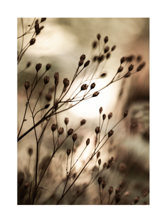 Fotografie von braunen Blumenknospen mit verschwommenem beigen Hintergrund.