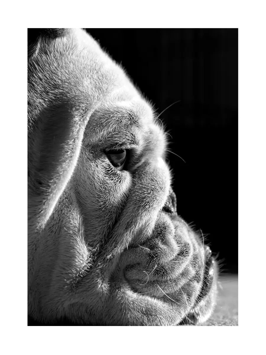 Schwarz-weiß-Fotografie eines Bulldoggenkopfes von der Seite.
