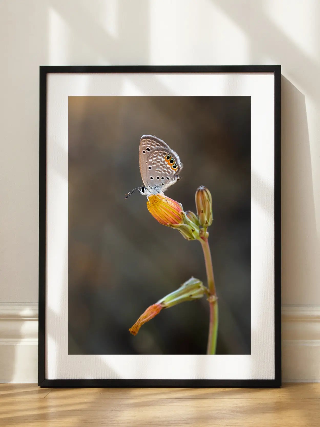 Butterfly Flower Macro Poster