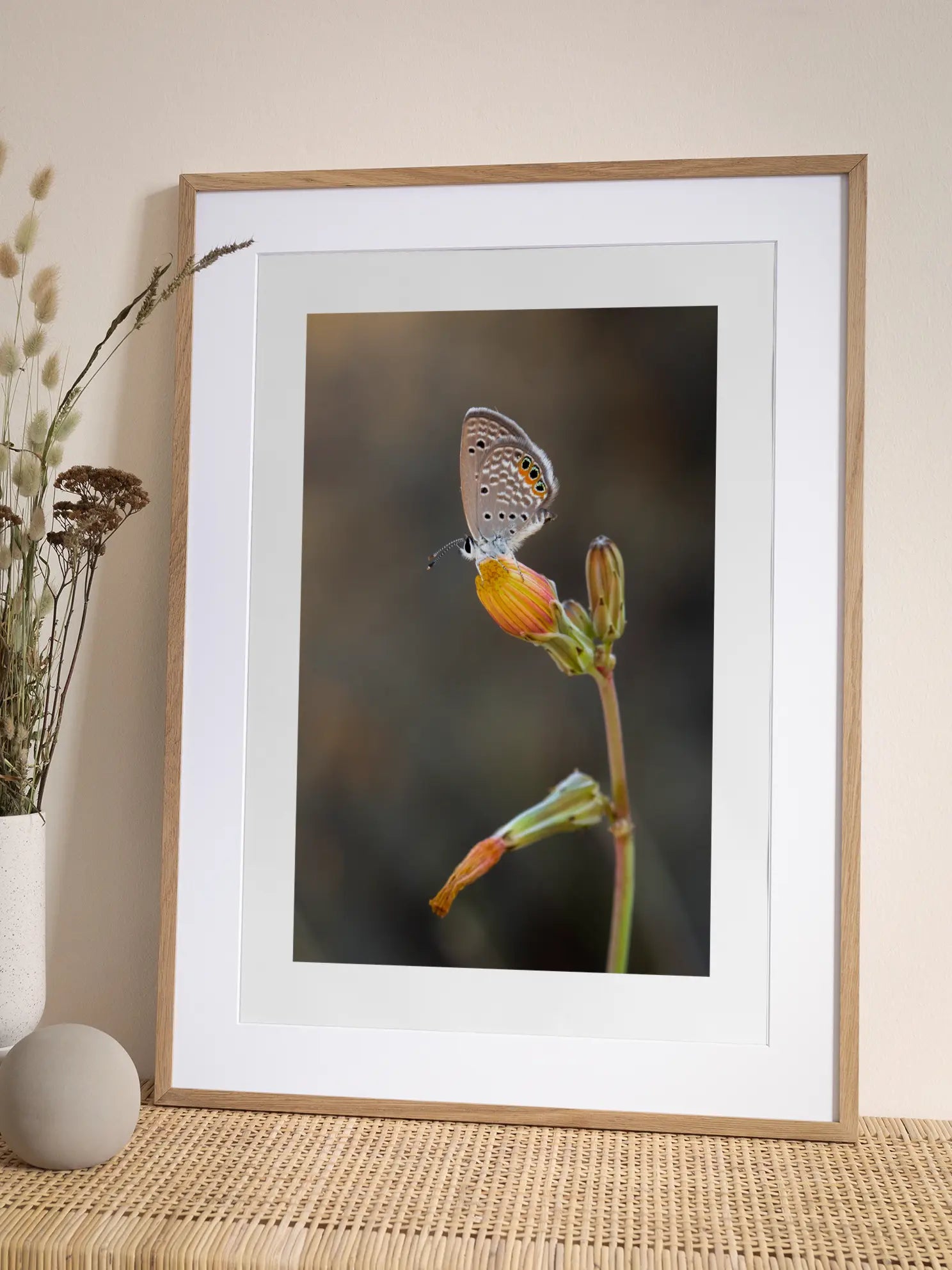Butterfly Flower Macro Poster