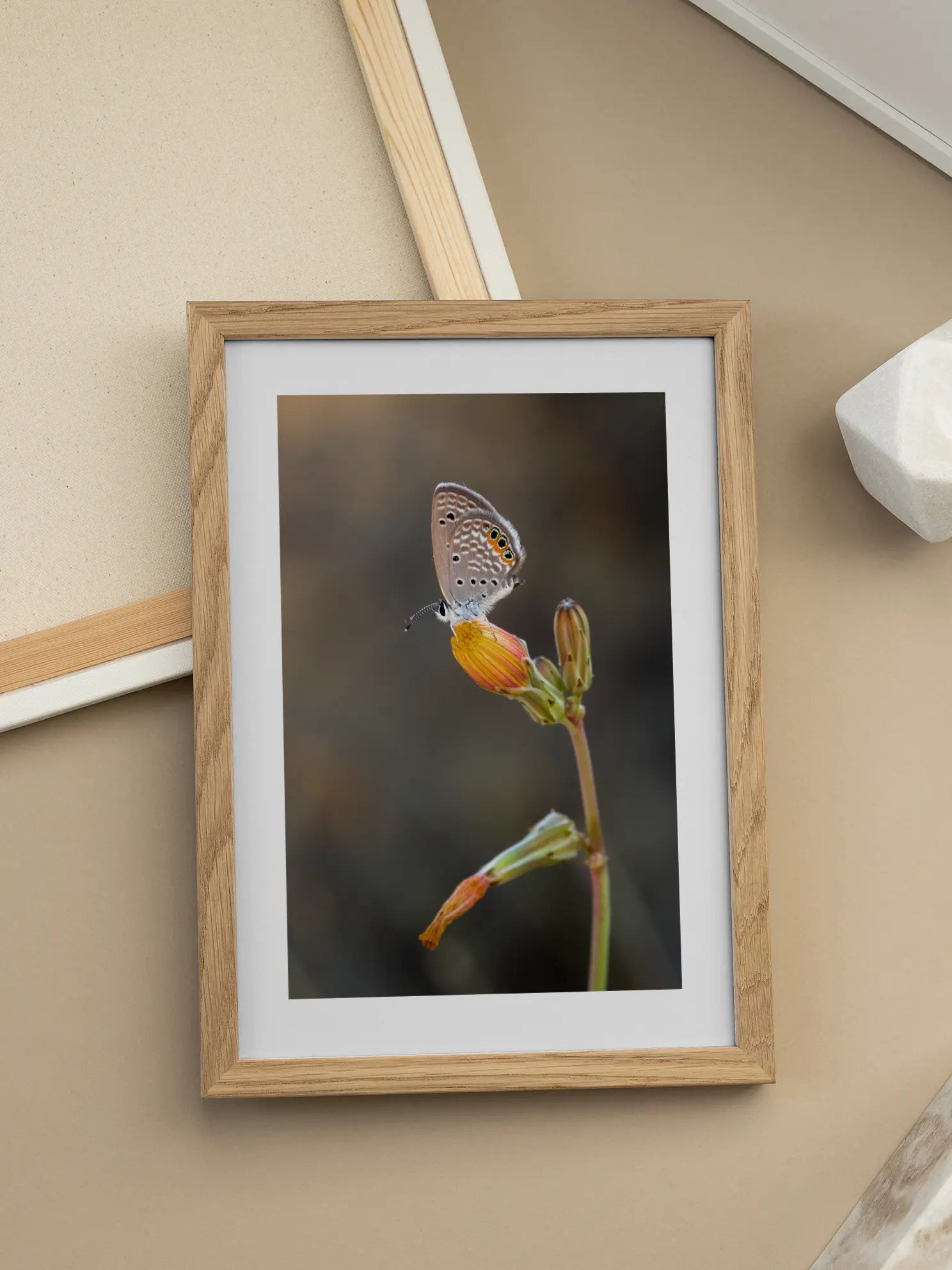 Butterfly Flower Macro Poster