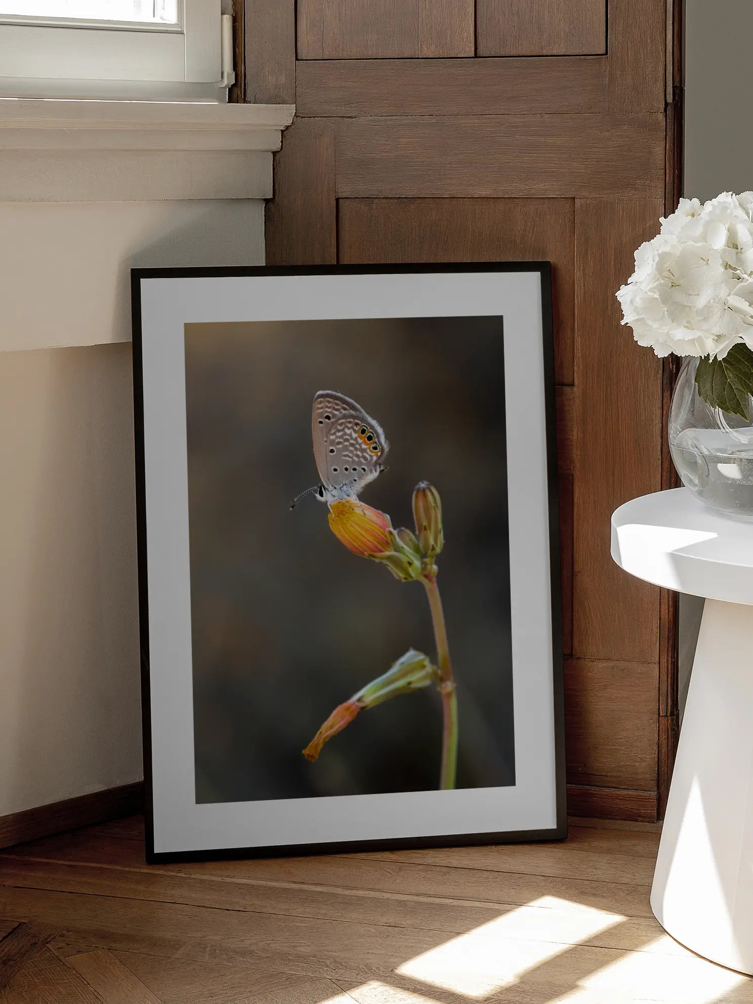 Butterfly Flower Macro Poster