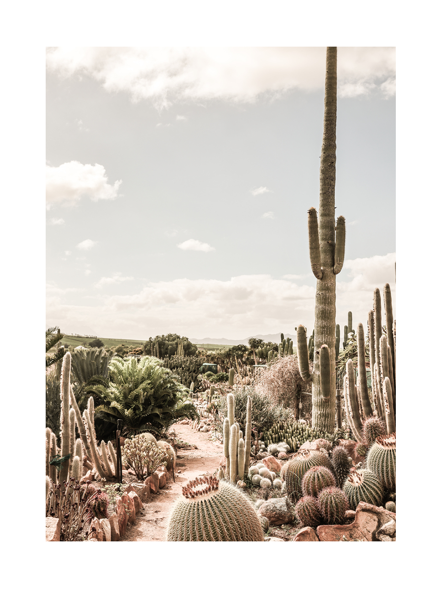 Fotografie eines Kakteengartens mit klarem blauem Himmel im Hintergrund.