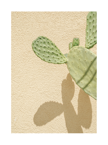 Fotografie eines Kaktus vor einem gelben Hintergrund mit Schatten.