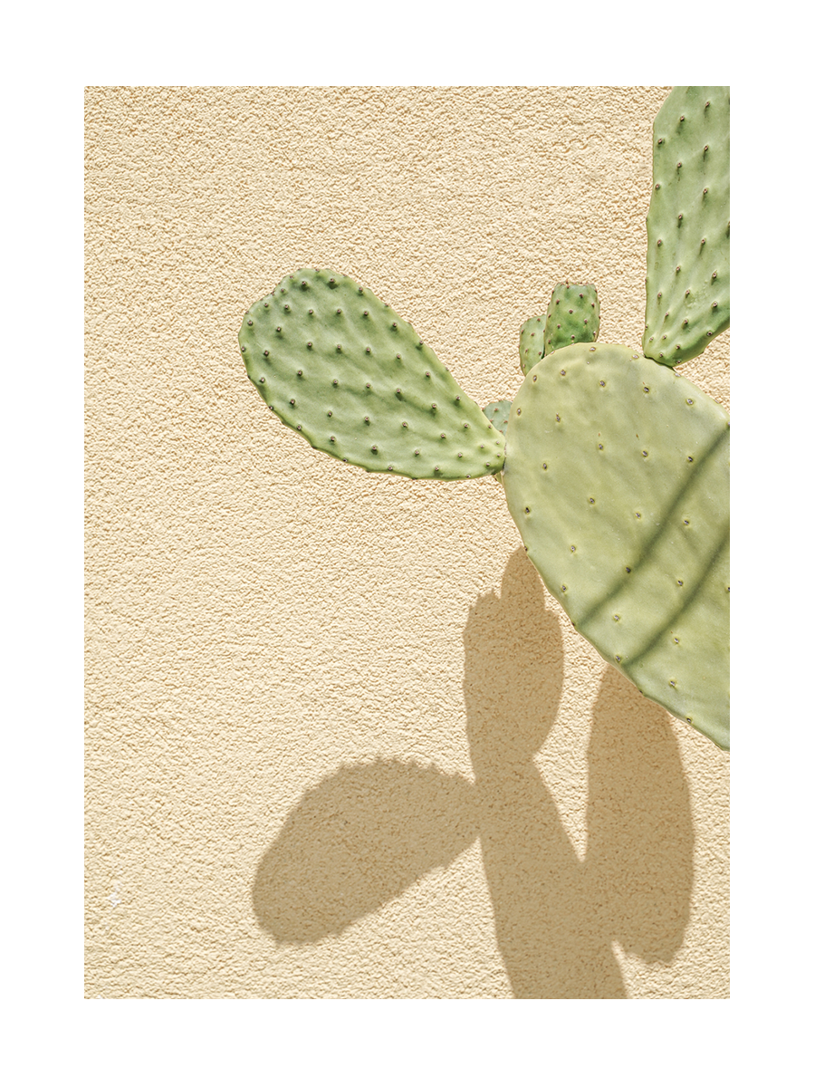 Fotografie eines Kaktus vor einem gelben Hintergrund mit Schatten.