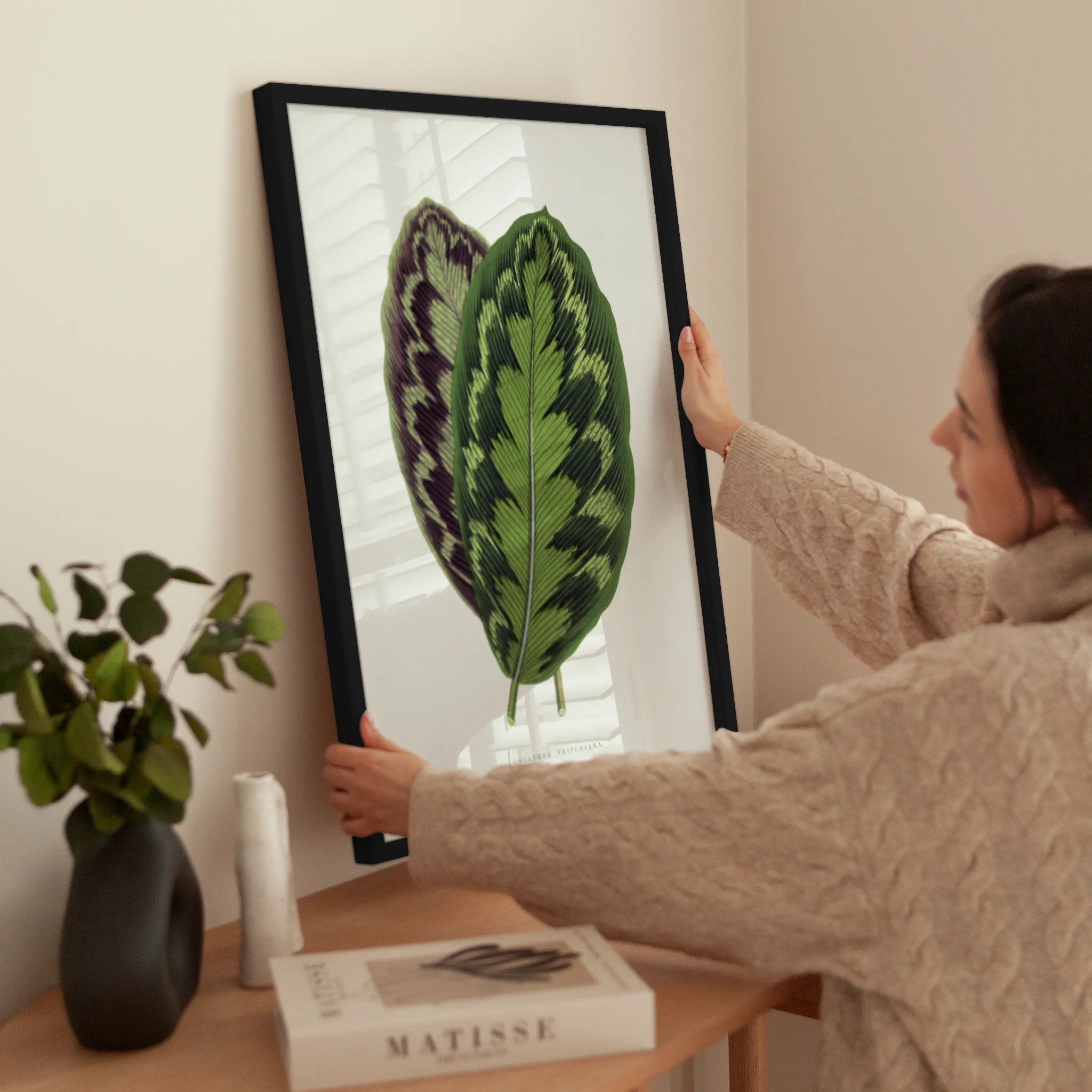 Calathea Veitchiana wird aufgehängt