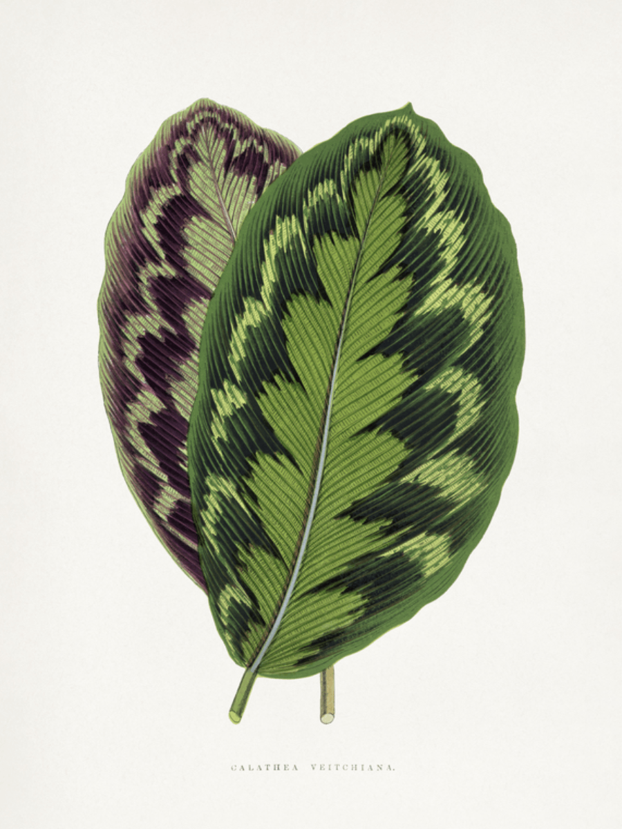 Botanische Illustration von zwei Calathea Veitchiana Blättern in Grün und Violett.