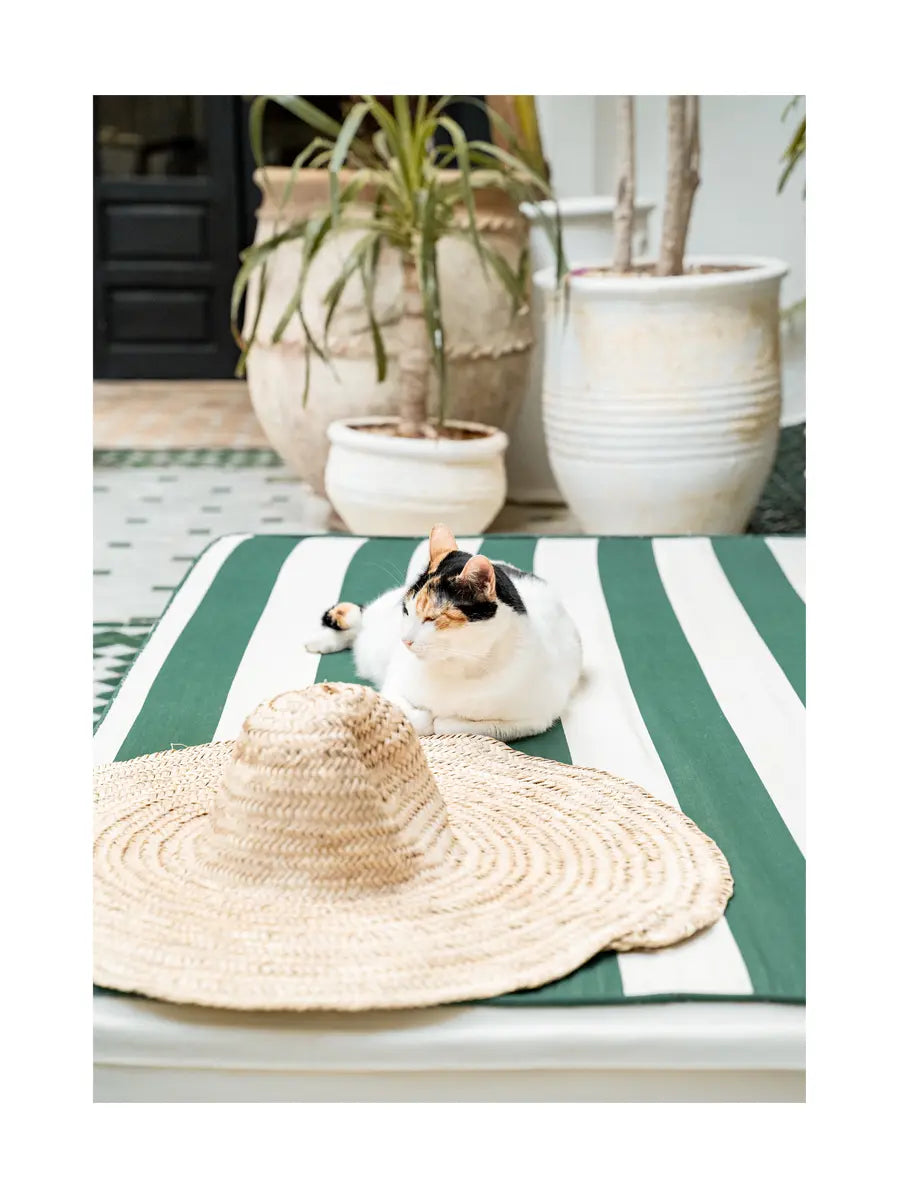 Eine Katze liegt neben einem Strohhut auf einem gestreiften Kissen, mit Pflanzen im Hintergrund.